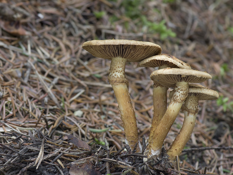 Inocybe terrigena